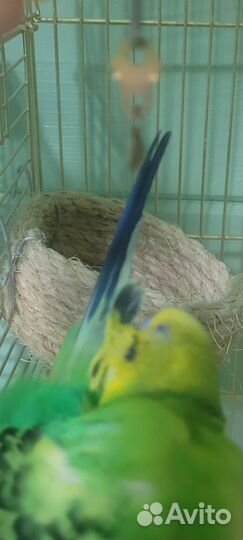 Волнистый попугай