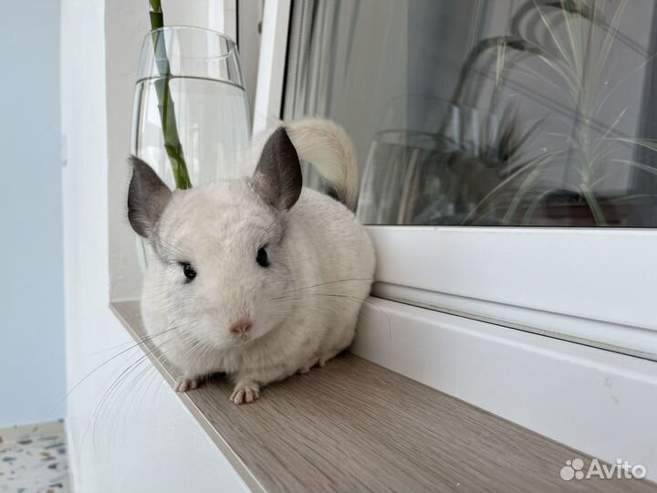 Шиншиллы