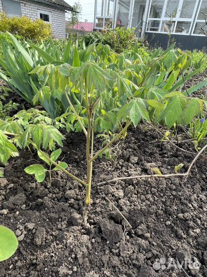 Пионы ранние, кавказкие, древовидные и др