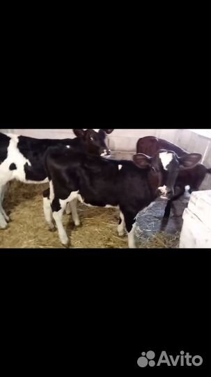 Бычки 4 гол. по 4,5 мес. мясного направления