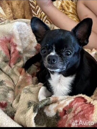 Чихуахуа мини