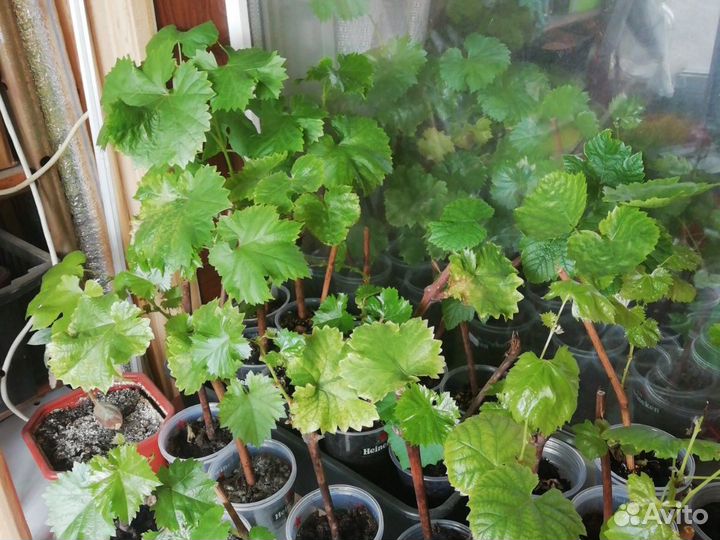 Виноград Русбол, Кодрянка, Ананасный