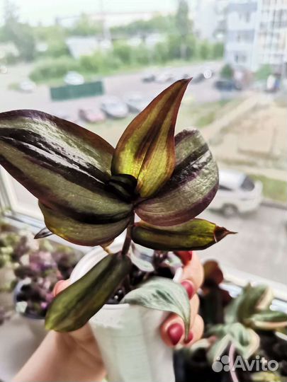 Традесканция тайская, зебрина