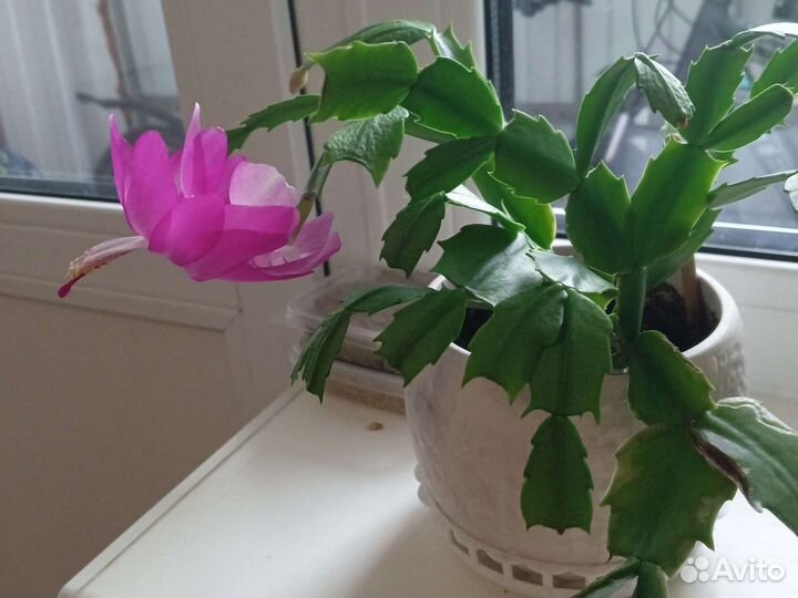 Декабрист розовый