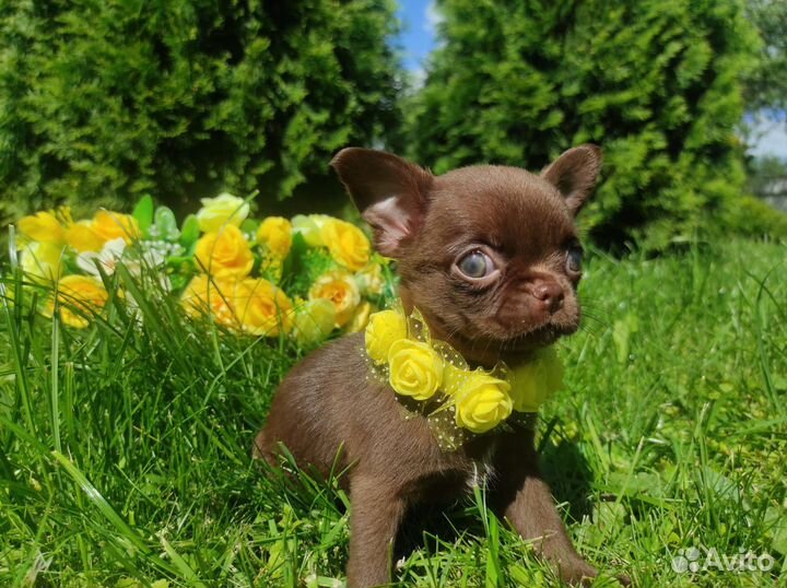 Лиловые и Шоколадные щенки Чихуахуа