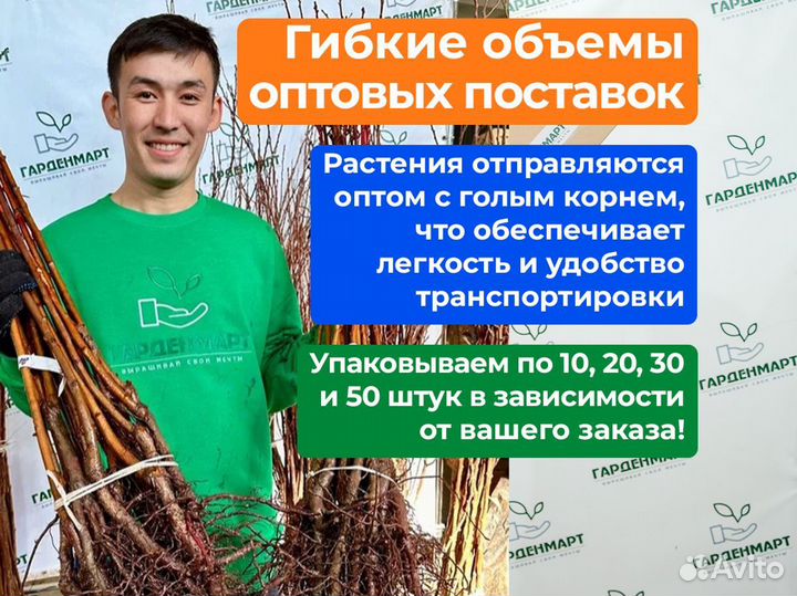 Саженцы груши оптом. Саженцы 2 года