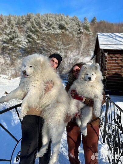 Щенки самоеда Белокуриха