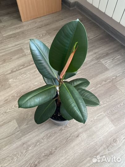 Фикус каучуконосный