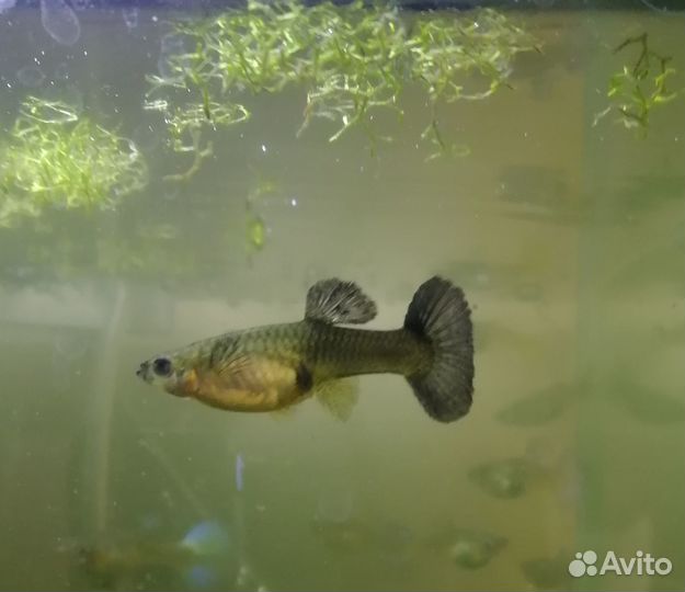 Гуппи гибрид малахита и черно-синей самки