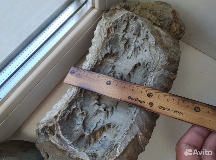 Окаменелости аммониты