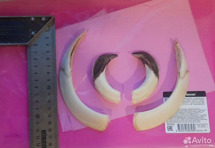 Клыки кабана