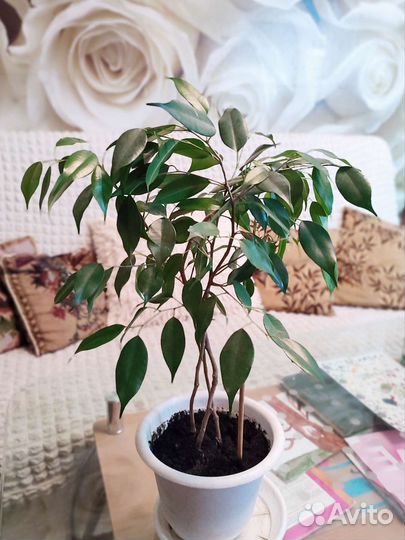 Фикус Бенджамина