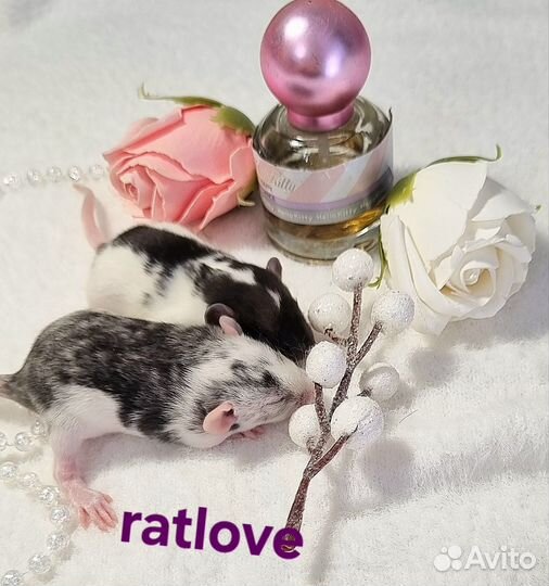 Крысята девочки дамбо редкие,от ratlove