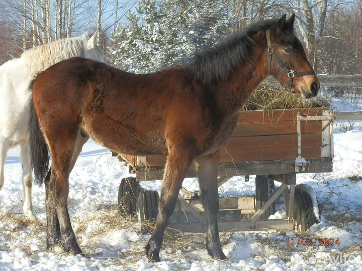 Орловские рысаки жеребята