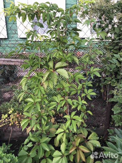 Девичей виноград вьющийся