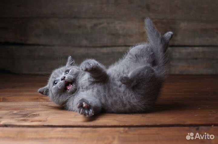 Британские котята малчики 1,5 мес