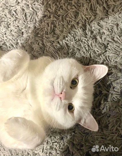 Кошки в добрые руки бесплатно