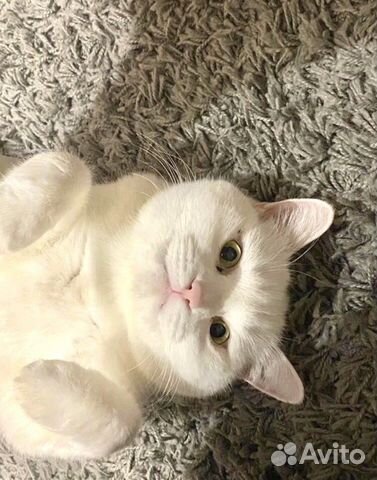 Кошки в добрые руки бесплатно