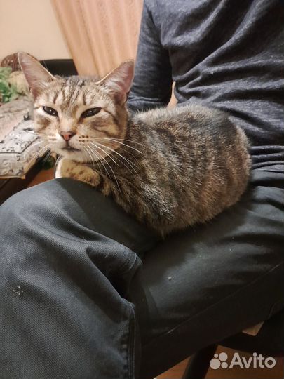 Кошка