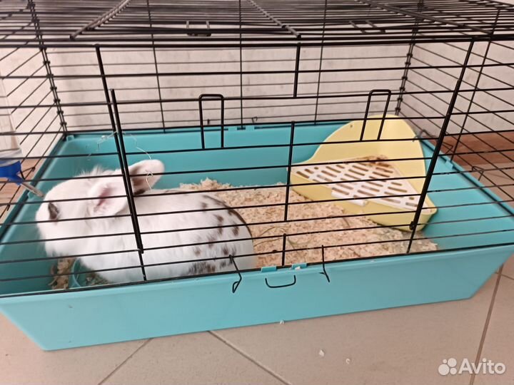 Кролик с клеткой