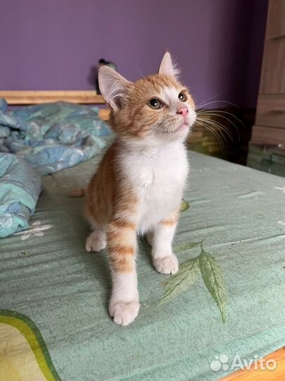 Малыш котенок