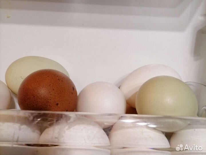 Яйцо куриное, перепелиное, мясо перепелов домашнее
