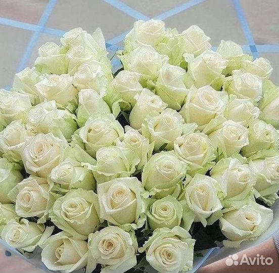 101 роза цветы букеты доставка 25 51 101 роза