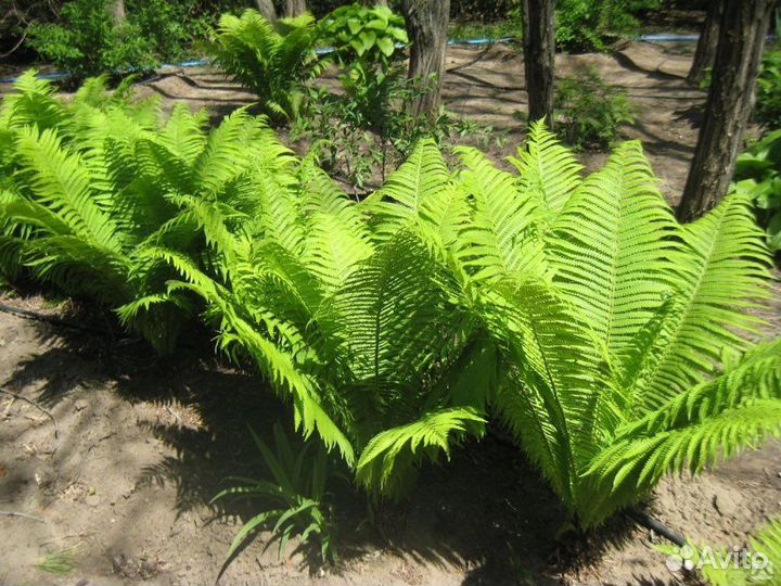 Папоротник страусник