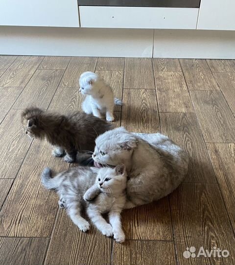 Шотландские котята