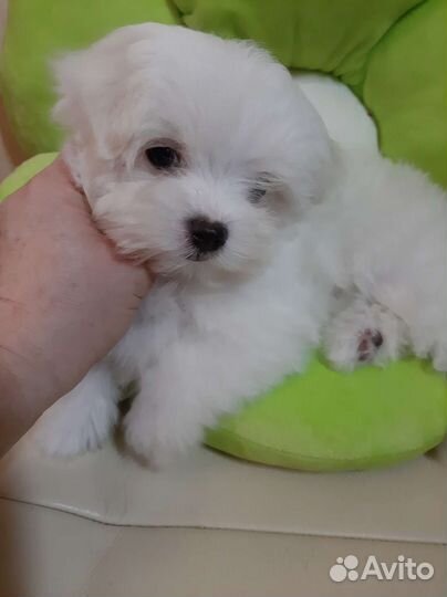 Мальтийская болонка. Мальтезе. Щенки. Мини. Микро