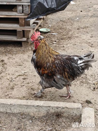 Петухи