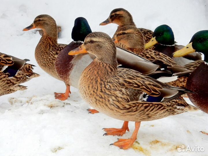 Подсадные утки