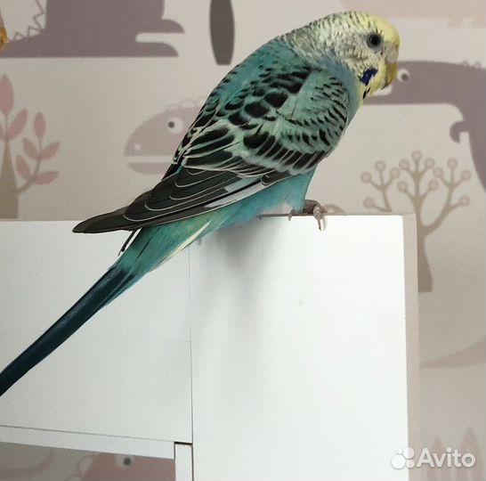 Волнистый попугай самец