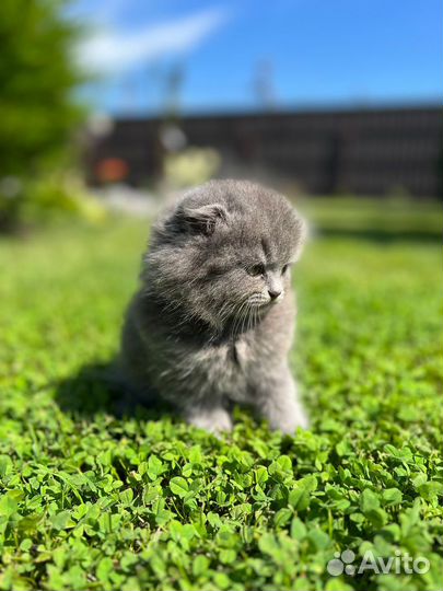 Шотландские вислоухие котята