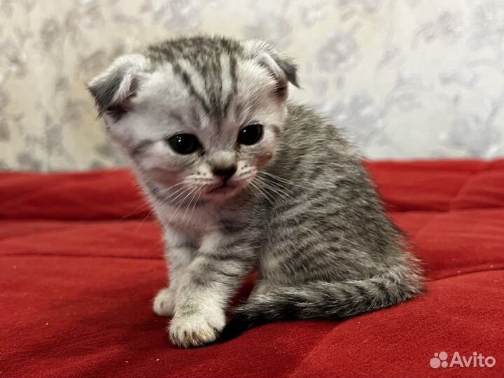 Шотландские вислоухие