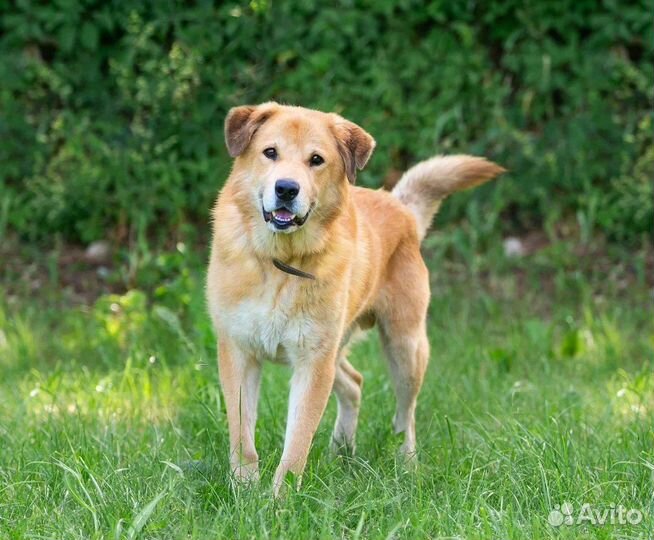 Собака в добрые руки
