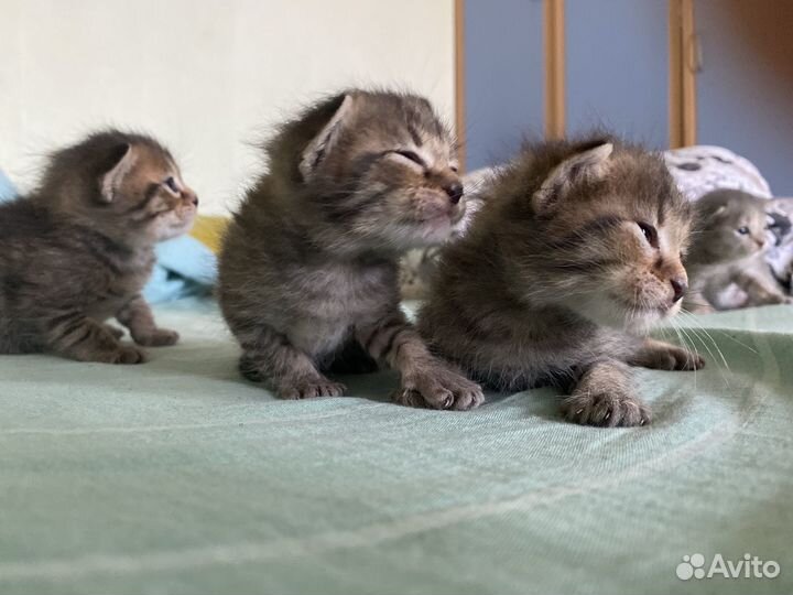 Котята в дар