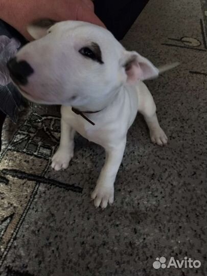 Ветеринарный врач на дом для собаки