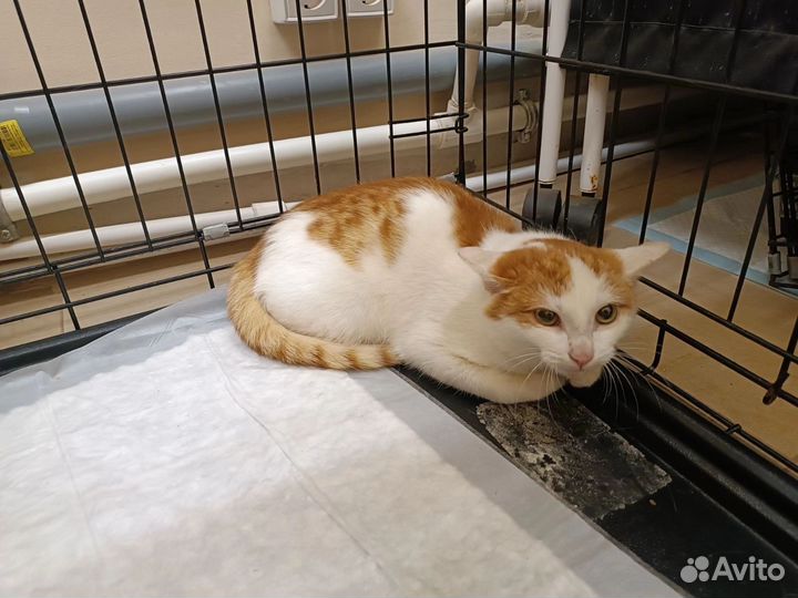 Котенок в добрые руки