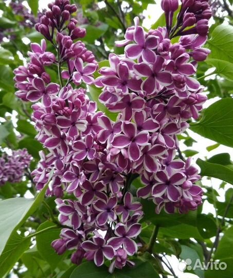 Сирень саженцы