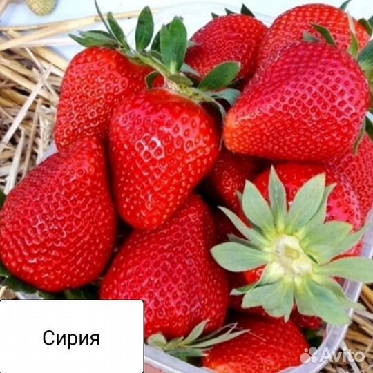 Рассада клубники