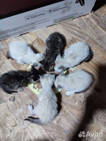 Бенгальская котята