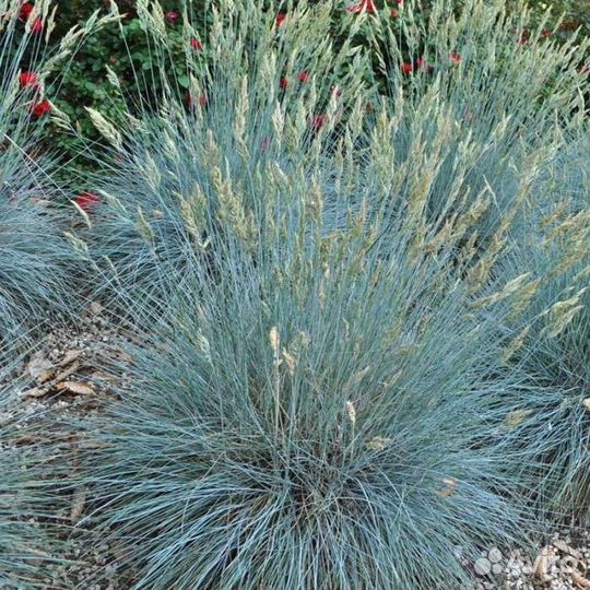 Почвопокровные красавцы