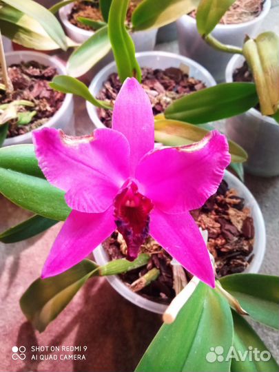 Орхидея каттлея