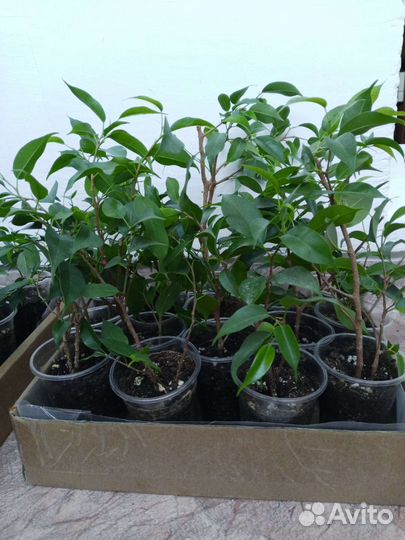 Фикус бенджамина