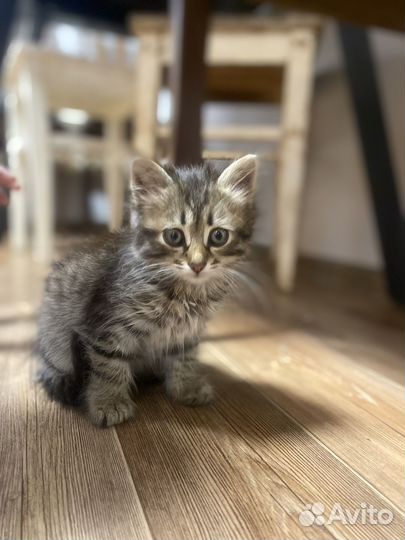 Котята в добрые руки бесплатно девочка