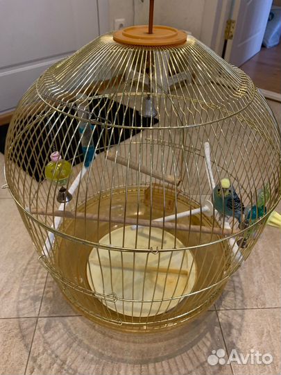 Попугаи с клеткой