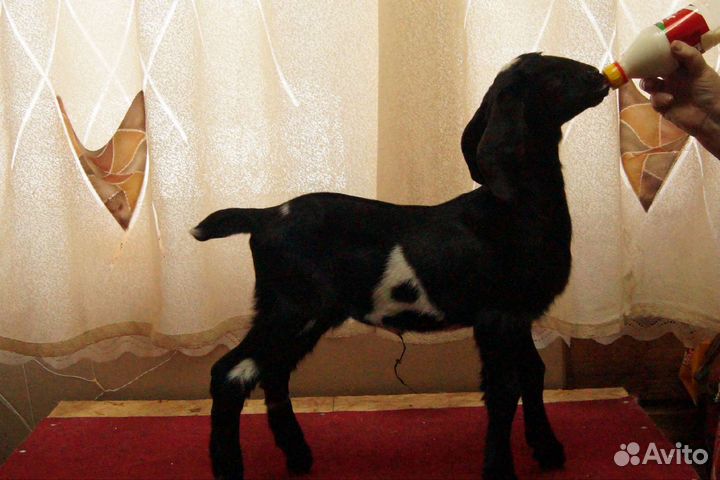 Нубийский козел