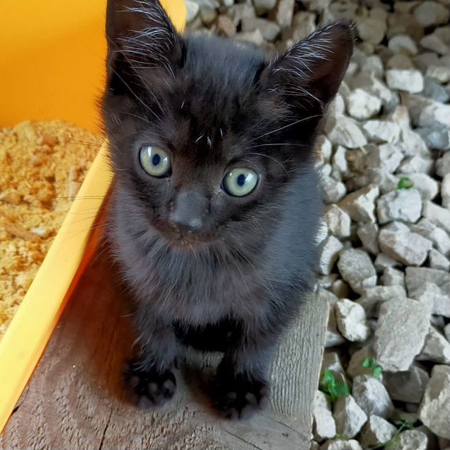 Котёнок в добрые руки