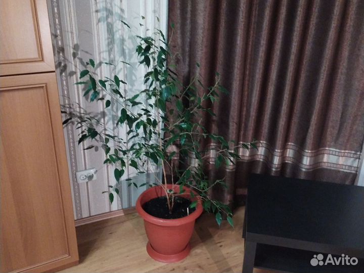 Фикус Бенджамина